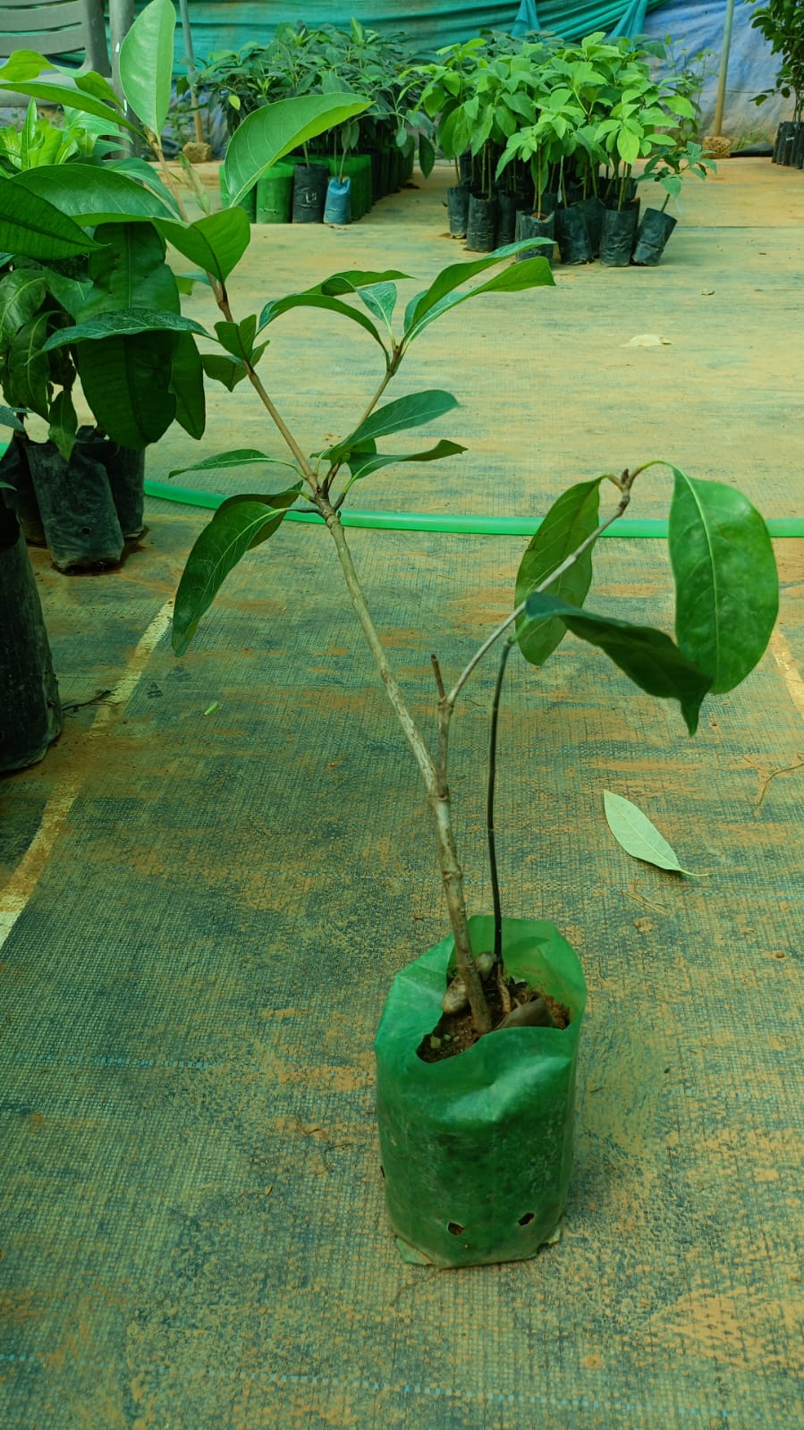 Nance Plum Plant - Small Tropical Fruit Tree - Keyfarm Wayanad