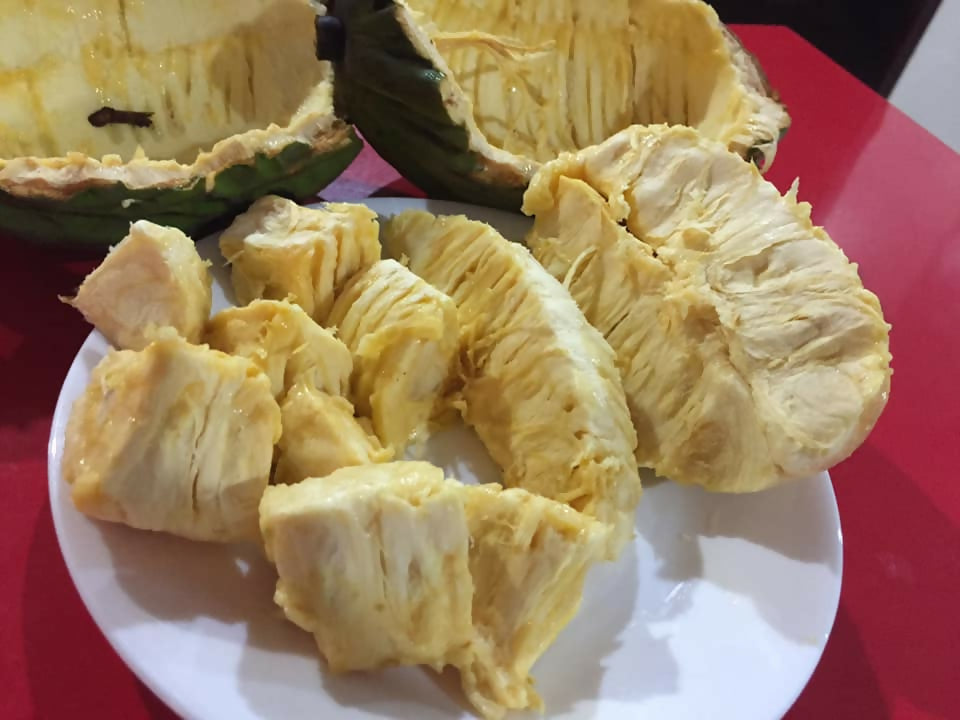 Mocambo Fruit Plants (White Cacao) (Theobroma Bicolor)