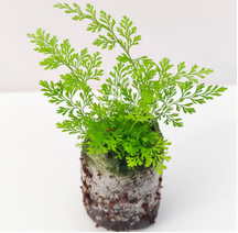 Davallia fejeensis (Davallia fern)