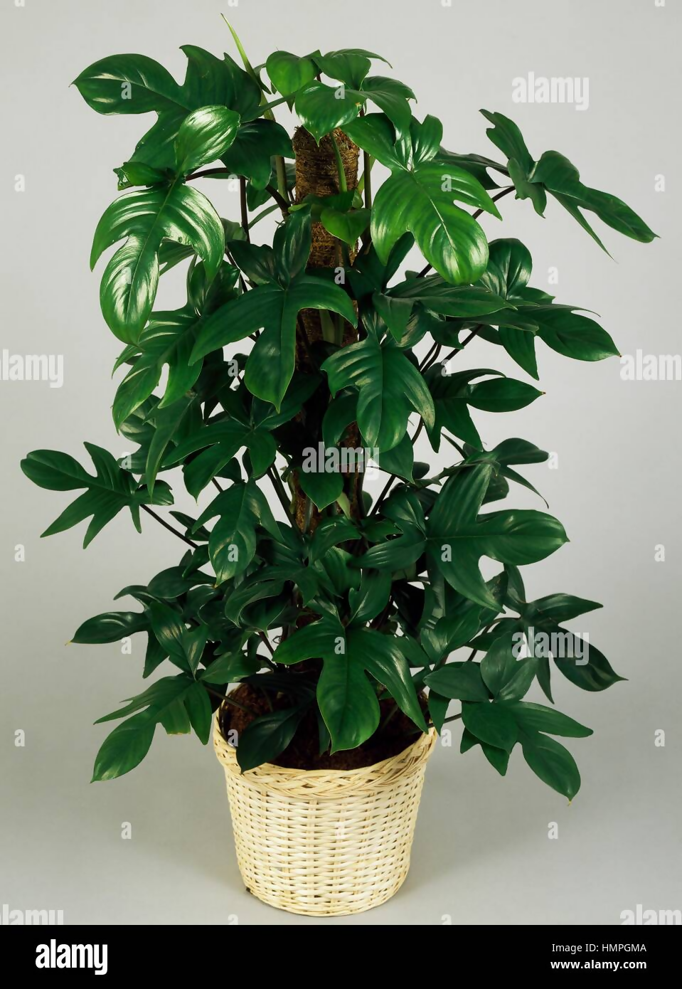 Philodendron laciniatum