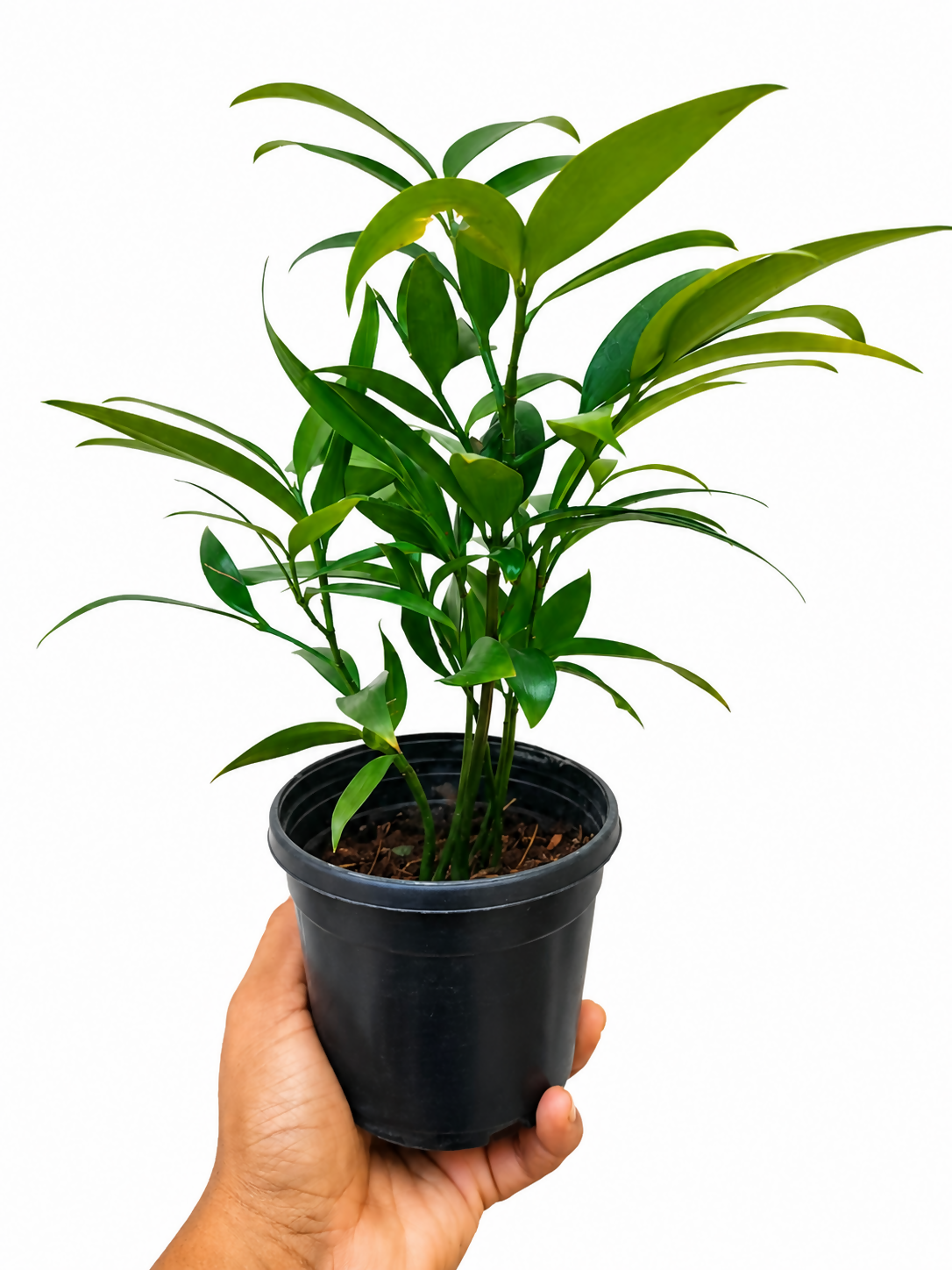 Nageia nagi plant/Asian bayberry