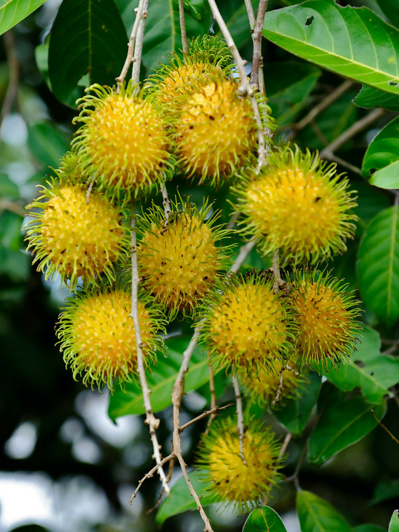 E35 Rambutan Live Plants (yellow)