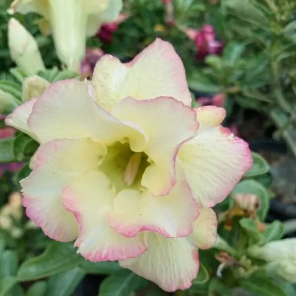 Adenium Plant - 9