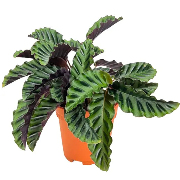 Calathea Gandersii Plant - Rare