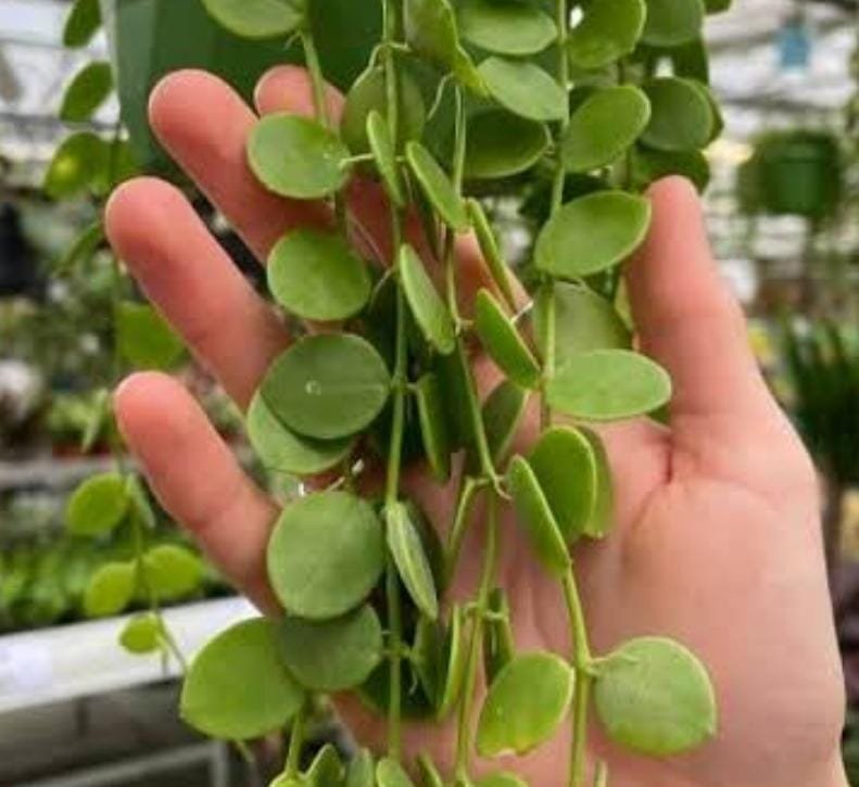 String of nickles (single plant)