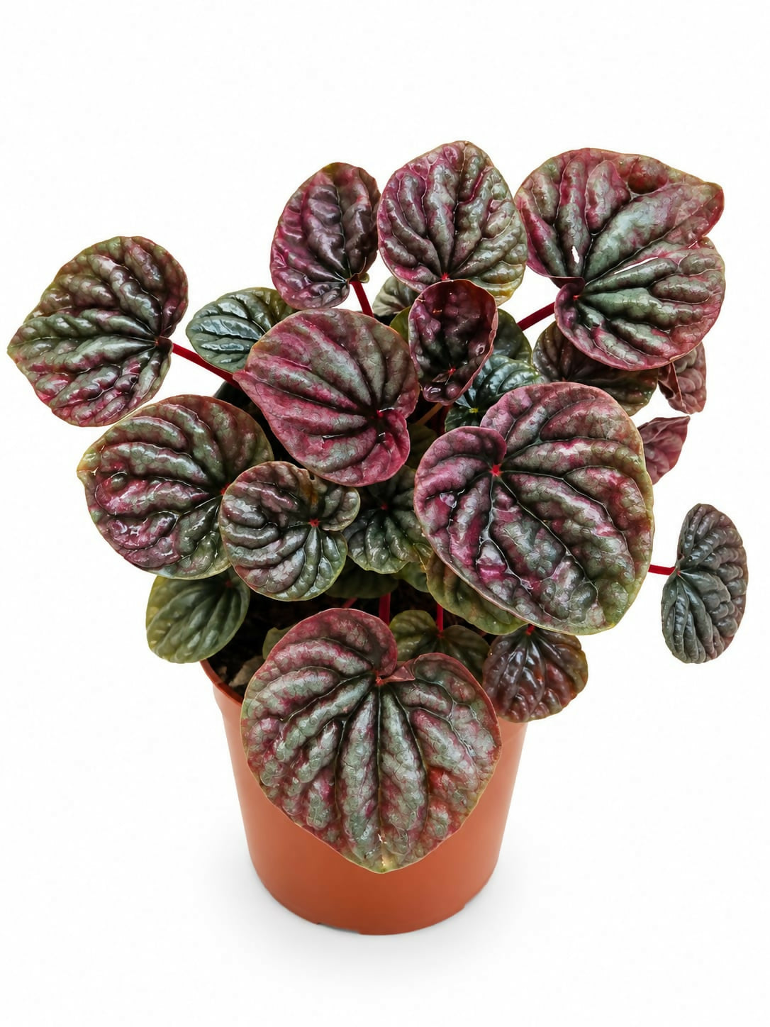 Peperomia ‘Red Luna’- Bushy plant-The Lush Flora