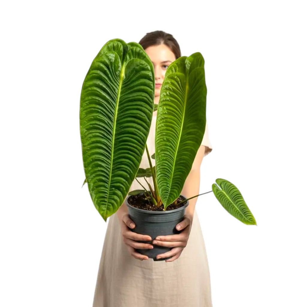 Anthurium King Veitchii Narrow leaf details and texture – healthy indoor plant