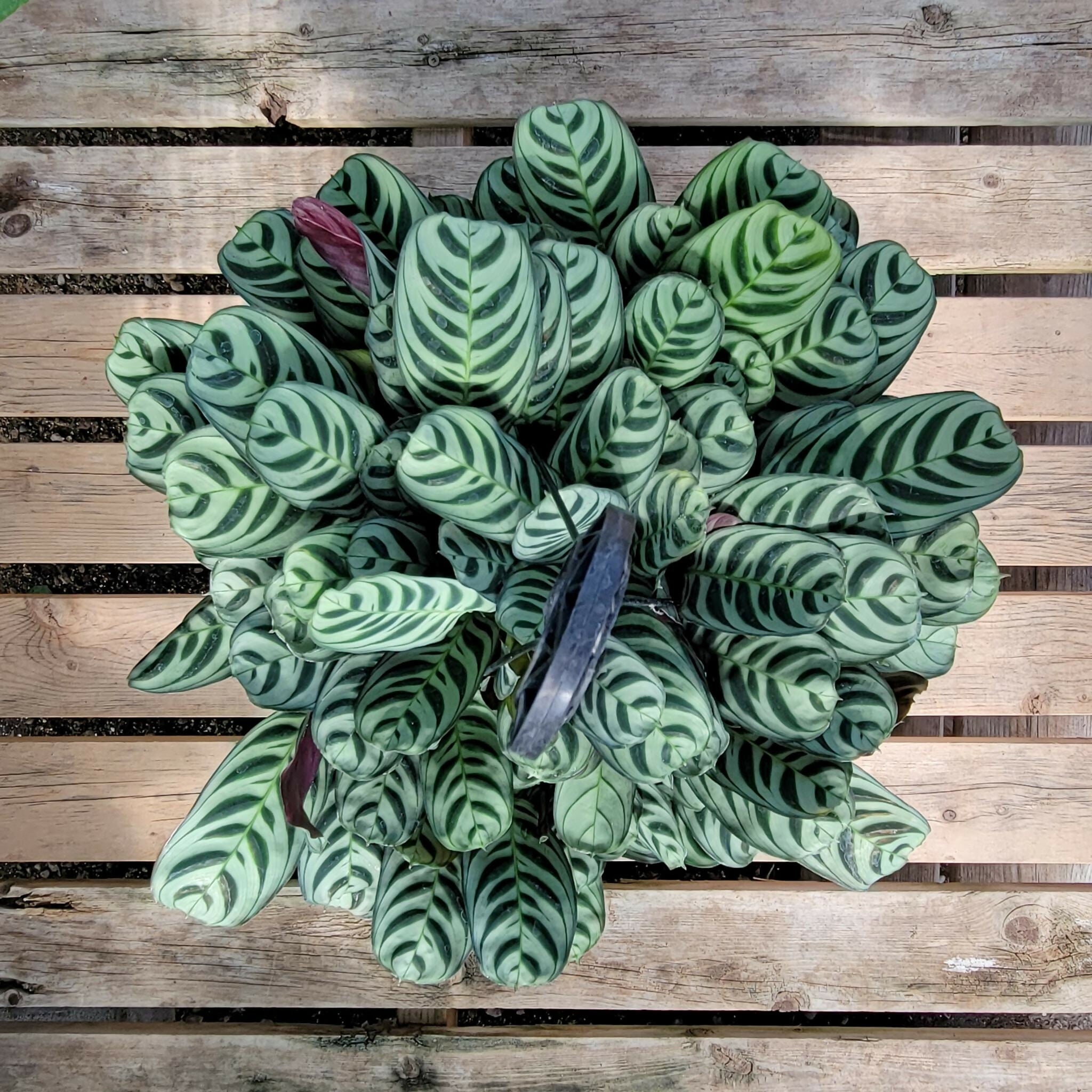 Calathea burle marxii (Calathea Zebrina) – Rare TC Plant - Ethereal DNA