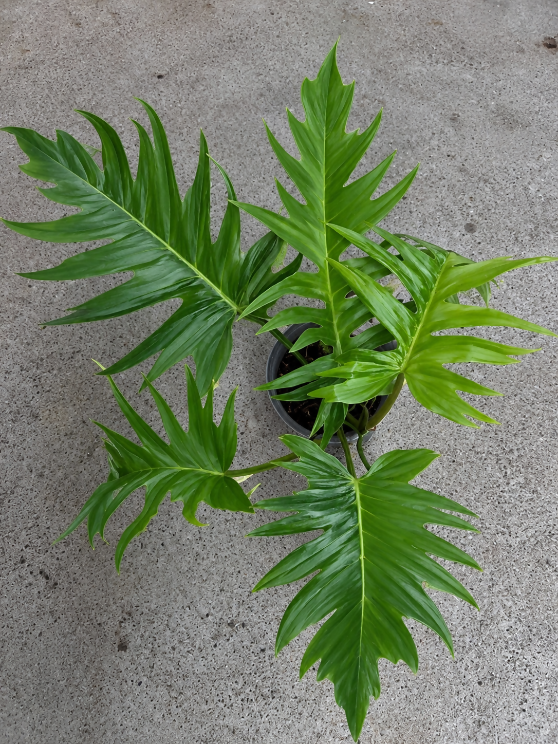 Philodendron Hybrid (Tortum * Florida ghost )