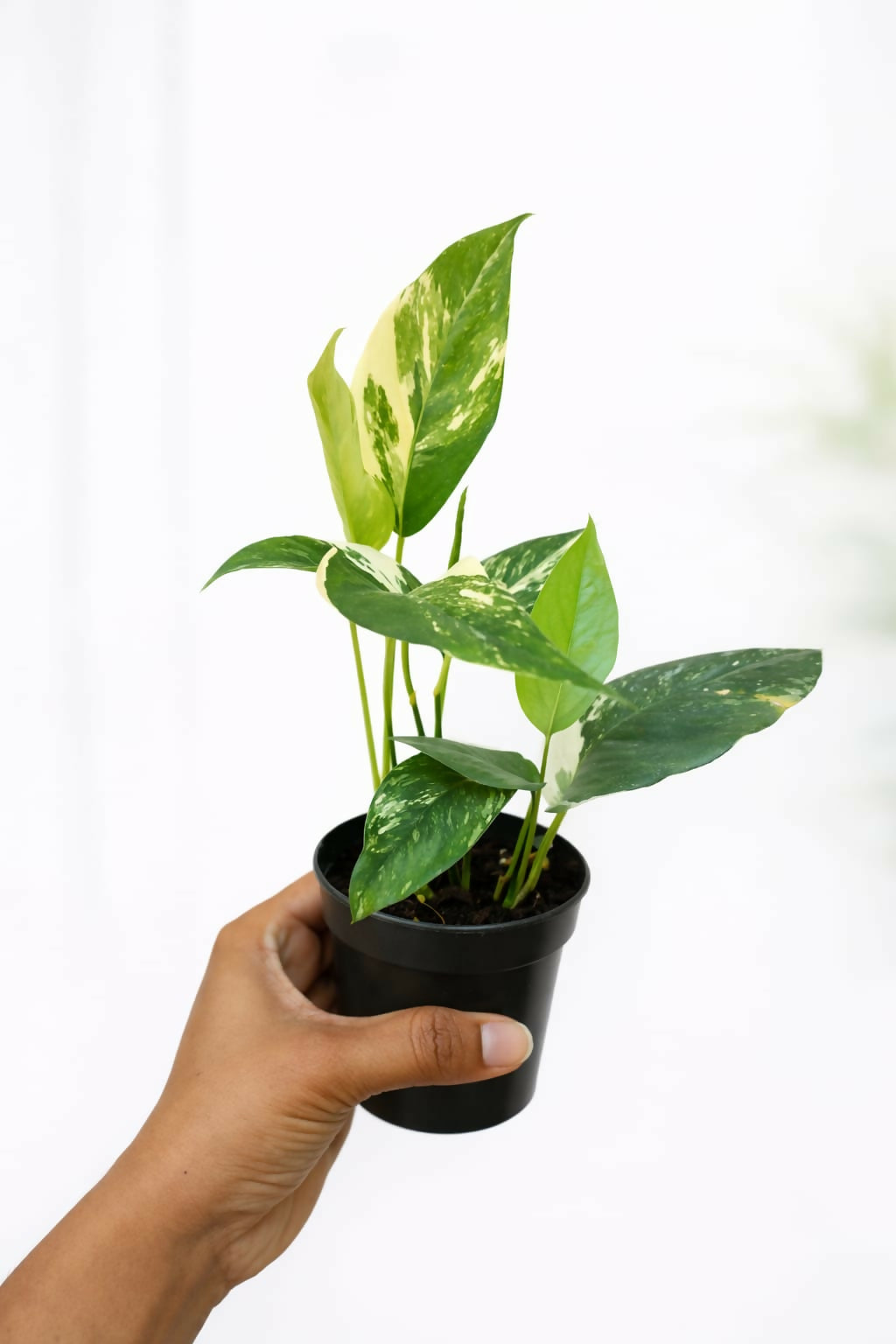 Epipremnum Pinnatum Albo