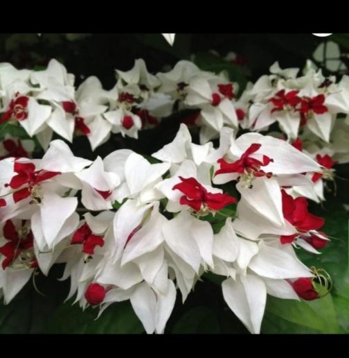 Bleeding heart vine (single plant)