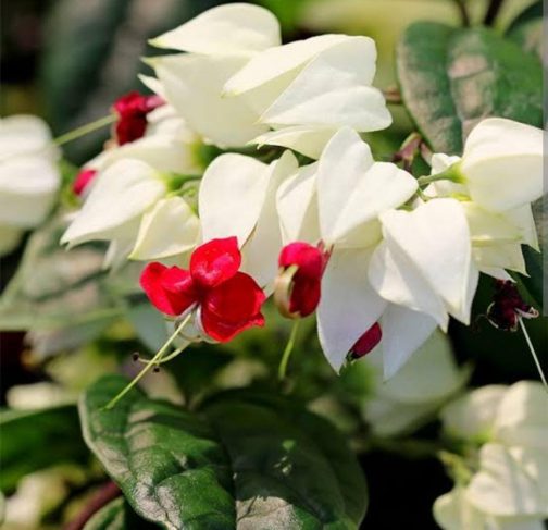 Bleeding heart vine (single plant)