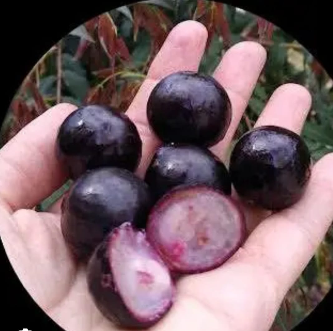 Jaboticaba Ramon Fruit Plant - Keyfarm Wayanad