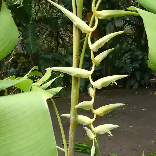 Heliconia Surinam Gold