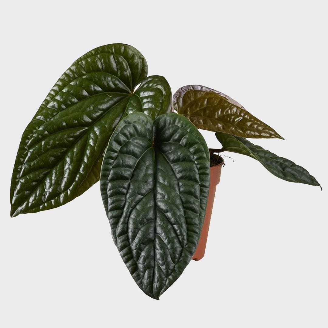 Anthurium Luxurians X Radicans healthy live foliage plant – Foliages India
