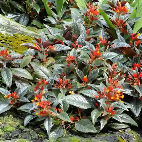 Sunset Bells (Chrysothemis Pulchella)