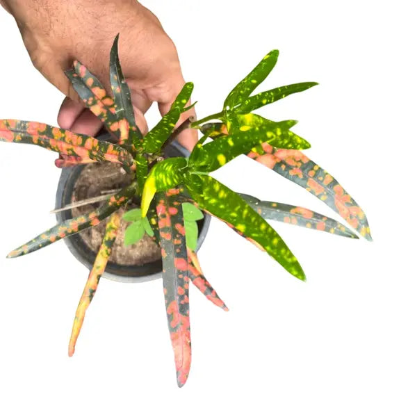 Croton Franklin Roosevelt