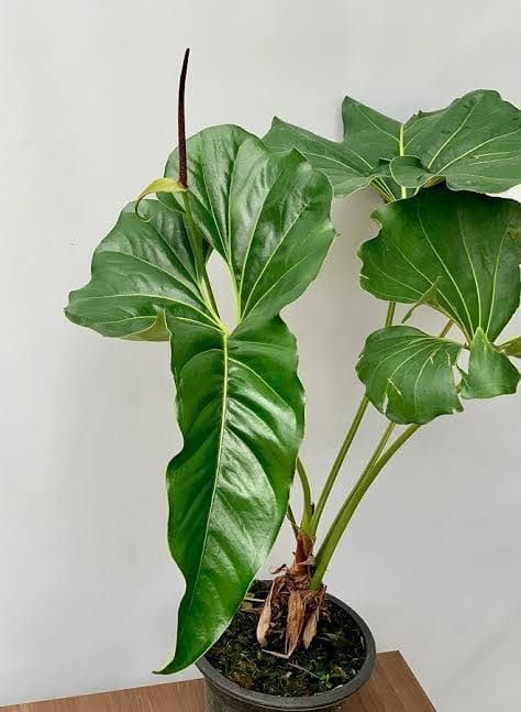Anthurium Brownie healthy live foliage plant – Foliages India
