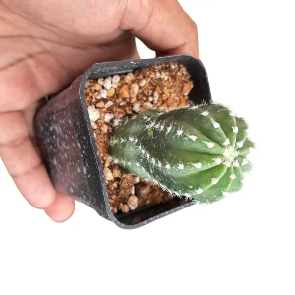 Cactus Echinopsis Inermis