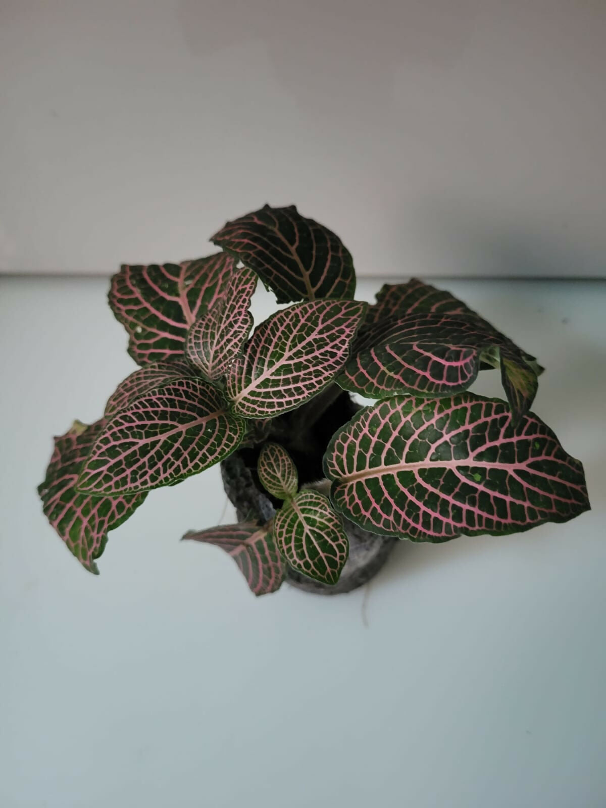 Group of colorful Fittonia Nerve Plants in small terracotta pots on a white surface