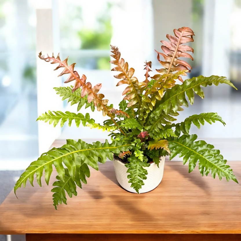 Volcano Fern – Rare Starter TC Plant - Ethereal DNA