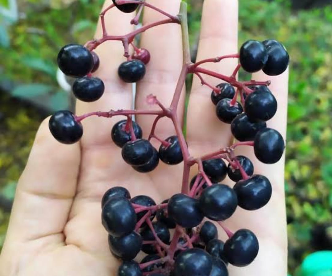Gondoberry Plant - Unique Edible Berry Bush - Keyfarm Wayanad