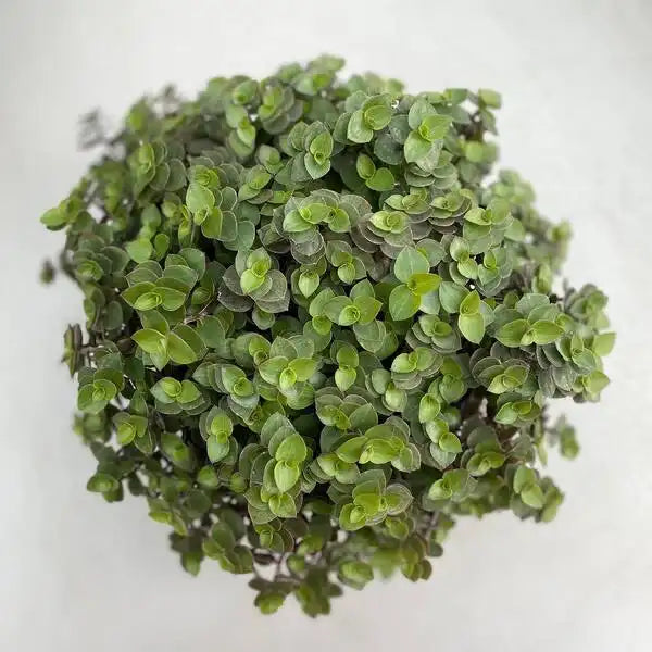 Callisia Repens - Hanging Plant