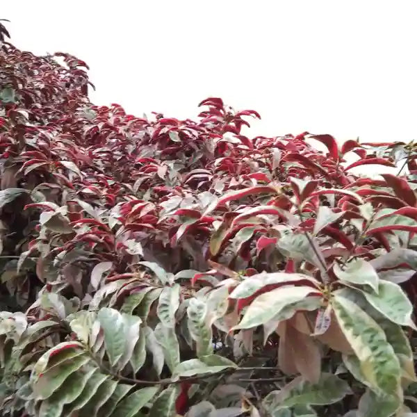 Excoecaria Cochinchinensis - Chinese Croton
