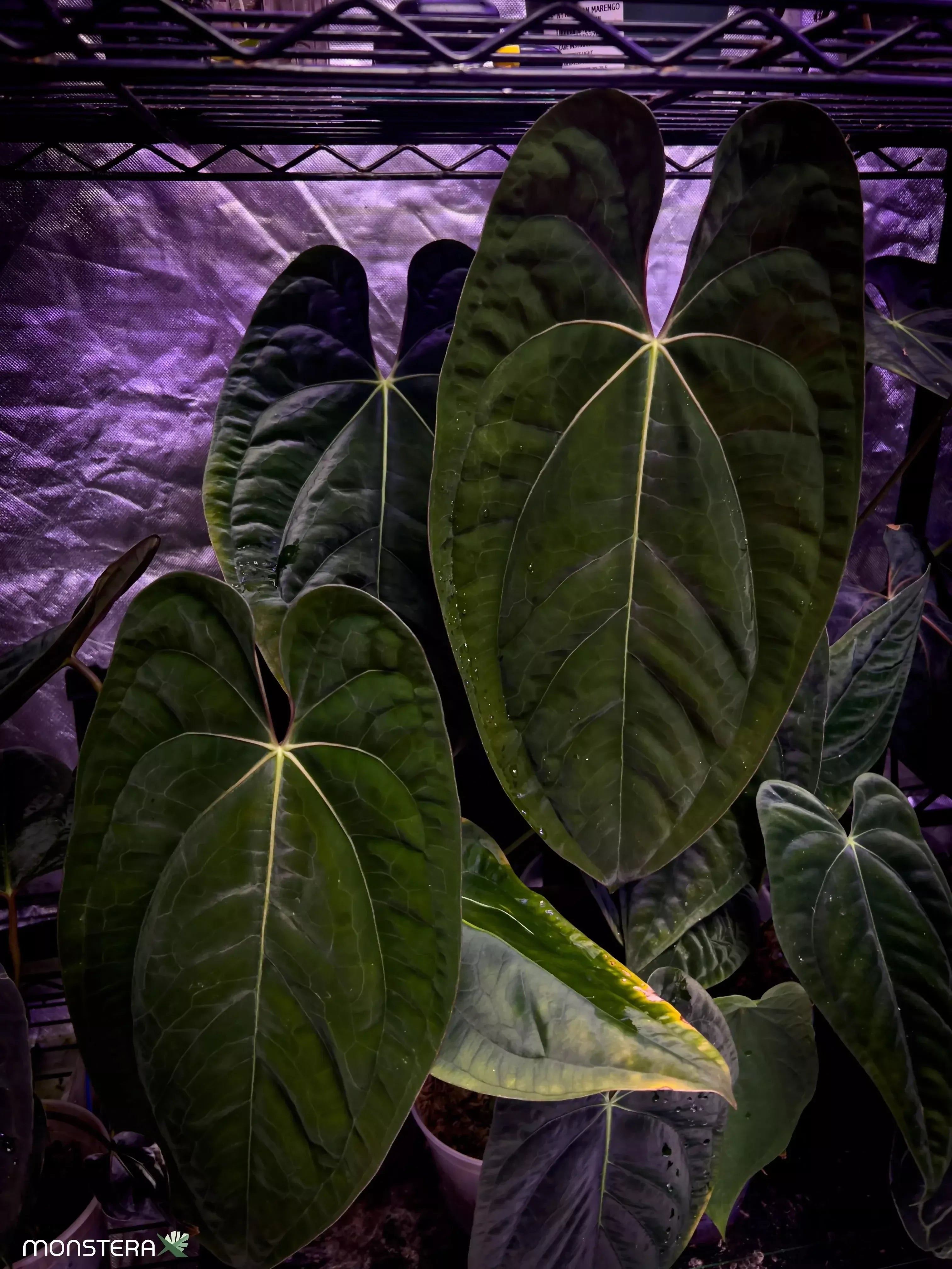 Anthurium Papilliaminum – Rare TC Plant - Ethereal DNA