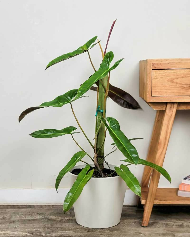 Philodendron Atabapoense