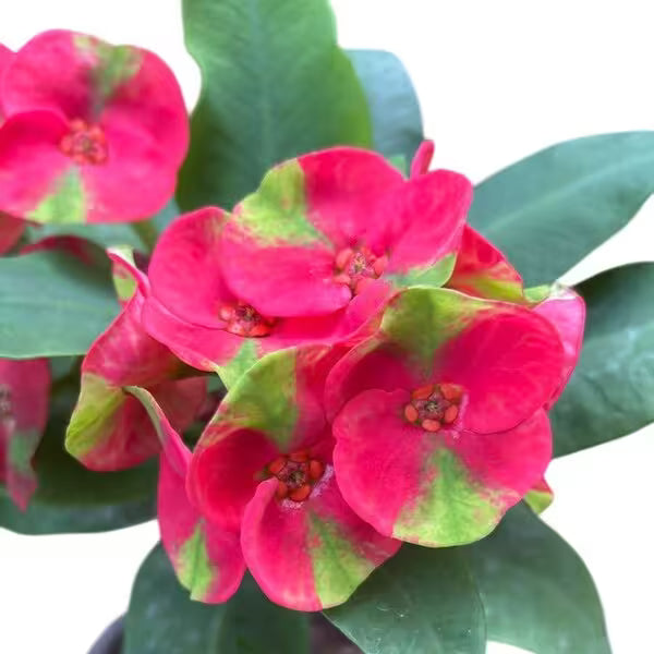 Euphorbia Multicolor - E3