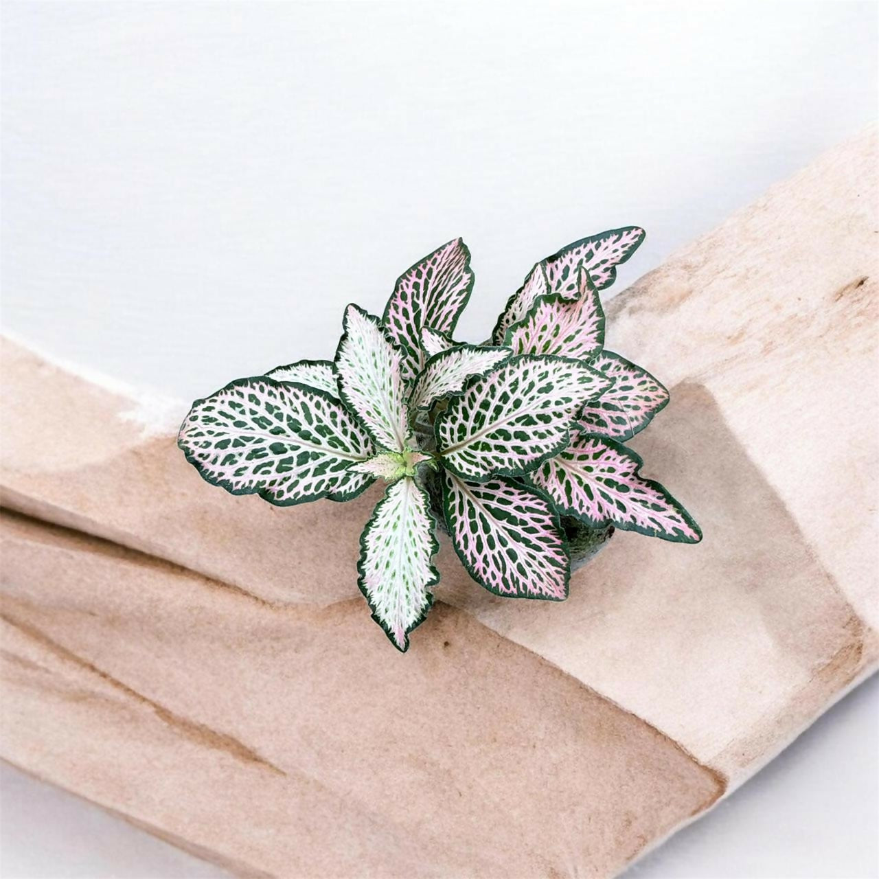 Fittonia-Jiffy Sized (Buy 1, Get 1 Free)