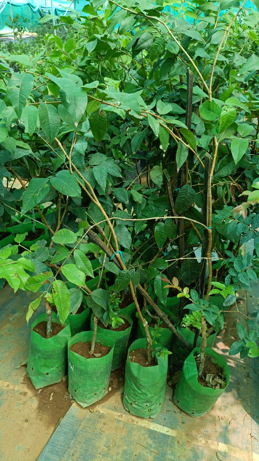 White Jaboticaba Fruit Plant - Approach Graft - Keyfarm Wayanad