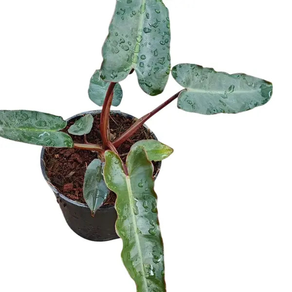 Philodendron Black Billietiae