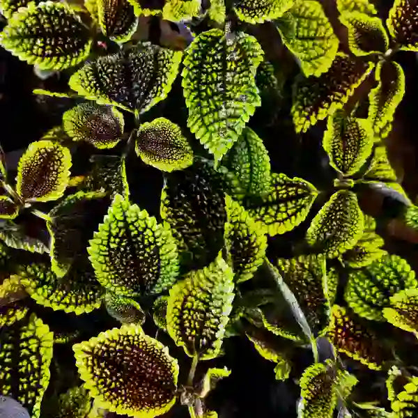 Moon Valley friendship plant