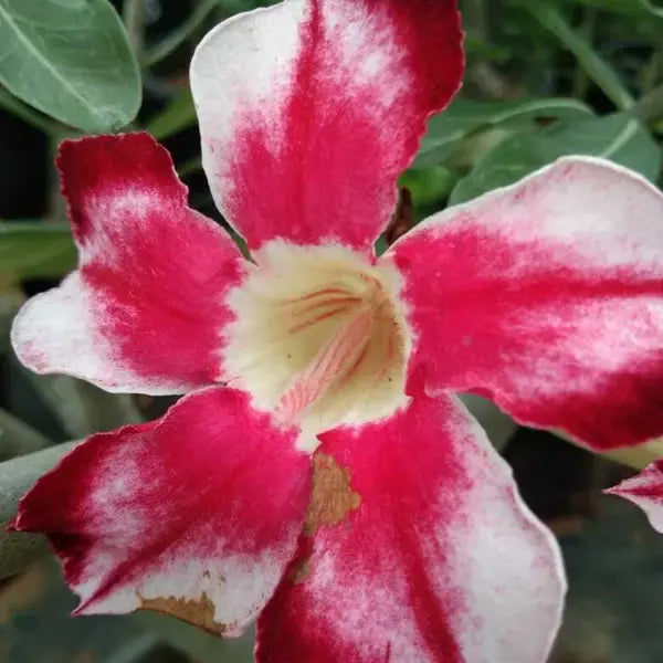 Adenium Plant - 98
