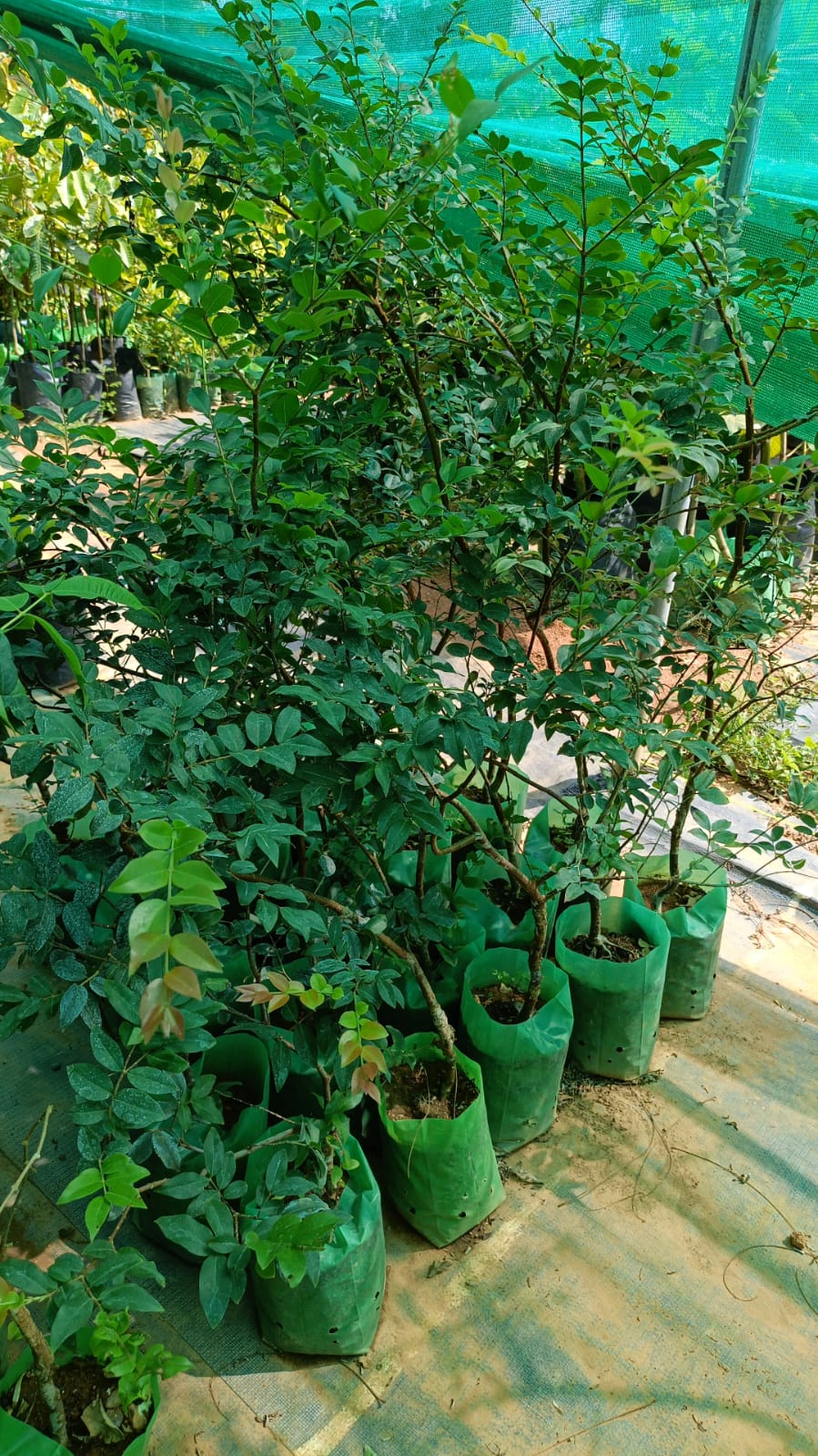 Sabara Jaboticaba Fruit Plant - Approach Graft - Keyfarm Wayanad