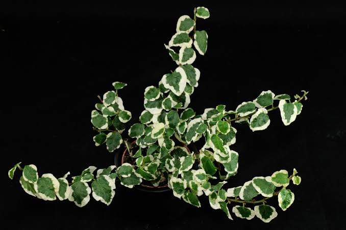 Ficus Pumila Variegated potted indoor plant – ships pan-India