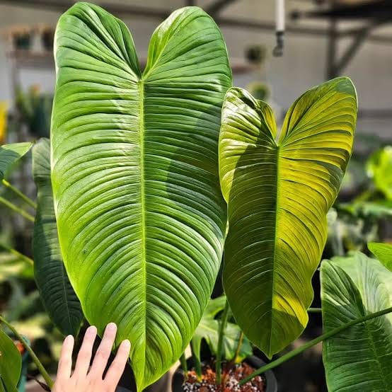 Philodendron Sharoniae healthy live foliage plant – Foliages India