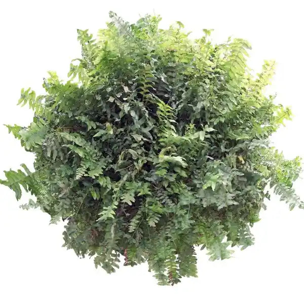 Nephrolepis Stingray Fern