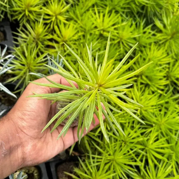 Senecio barbertonicus (Bush Senecio)