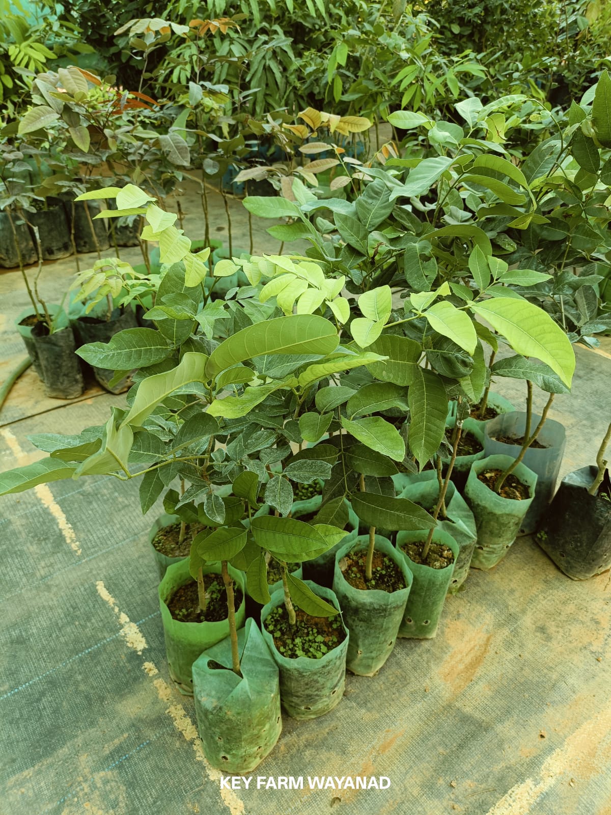 White Longan Fruit Plant - Live Tree - Keyfarm Wayanad