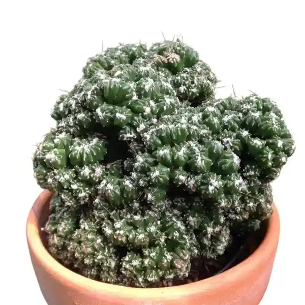Cacti Cereus Repandus Petra