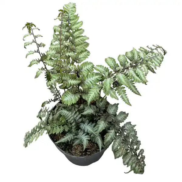 Japanese Painted Fern, Athyrium Niponicum