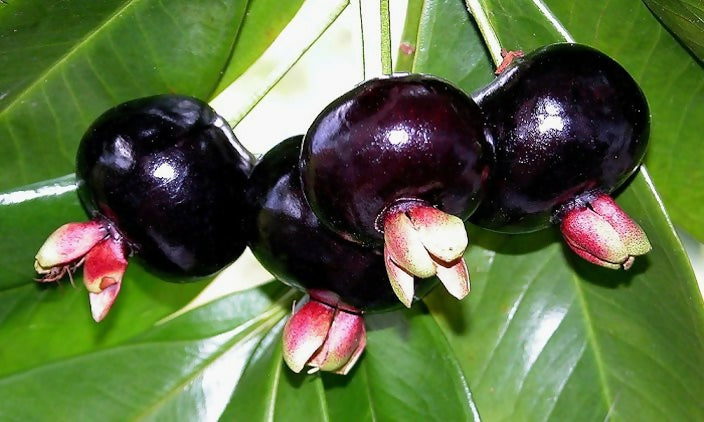Grumichama Fruit Plants (Eugenia brasiliensis)