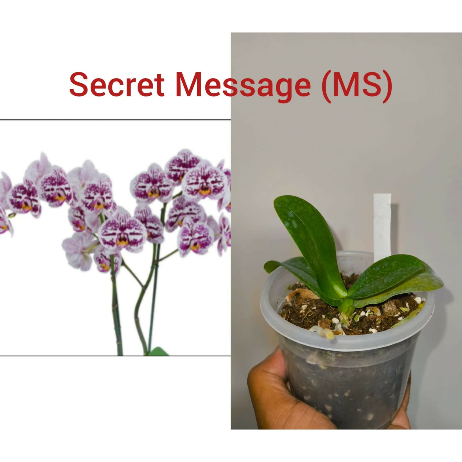 Phalenopsis Orchid- Secret Message (MS)