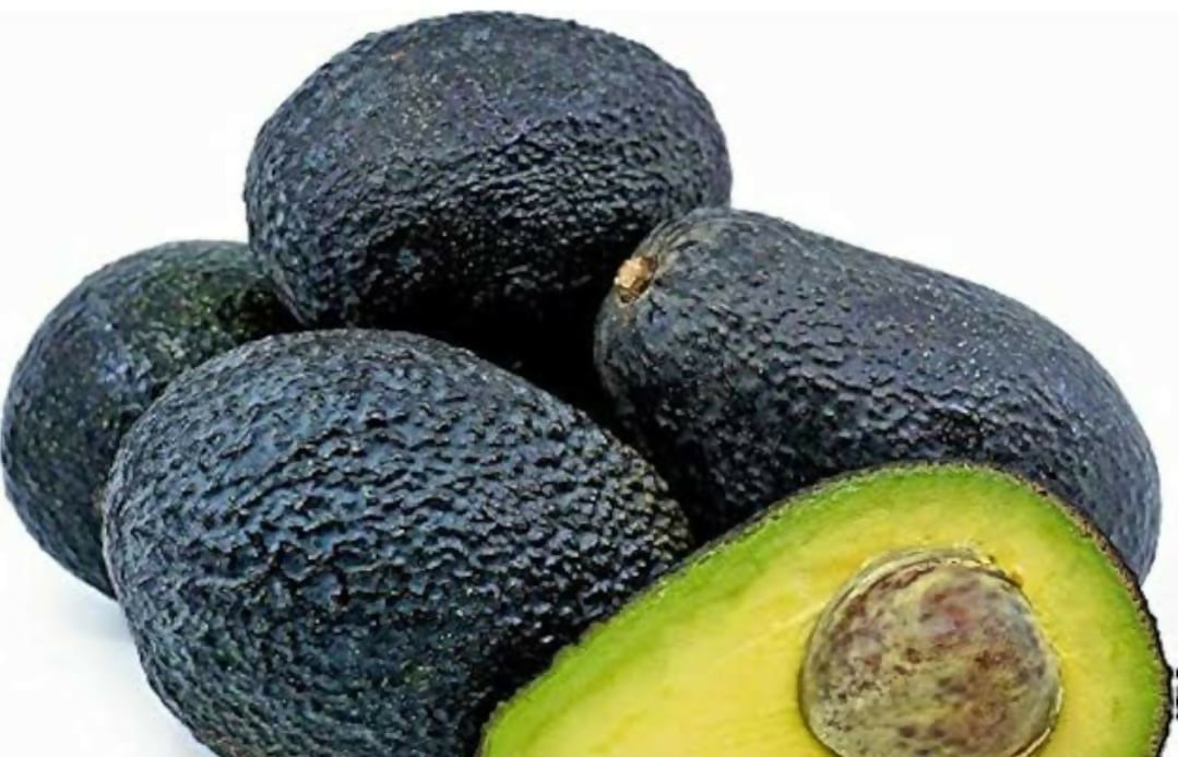 Lamb Hass Avocado – Live Grafted - Keyfarm Wayanad