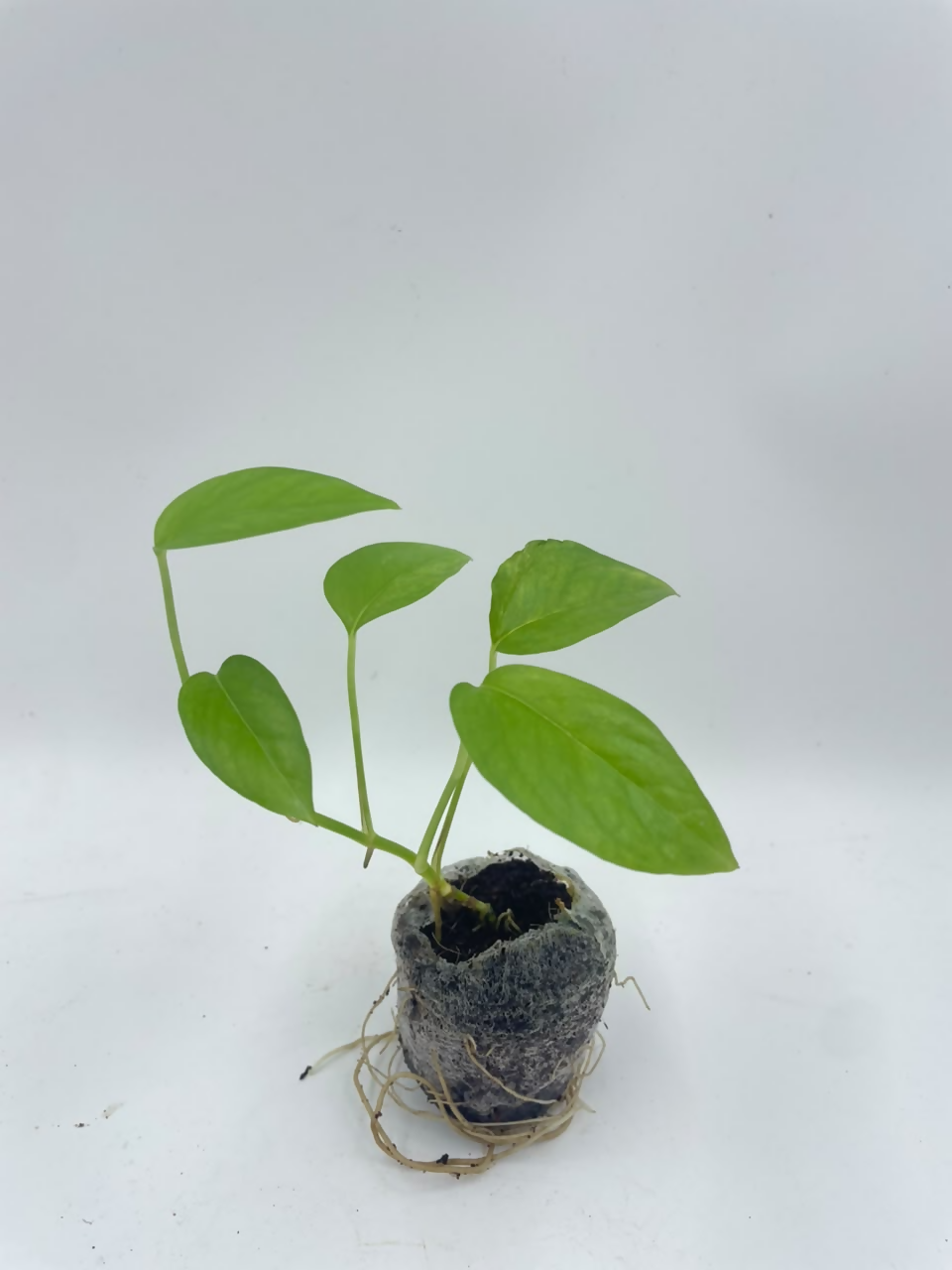 Epipremnum pinnatum green