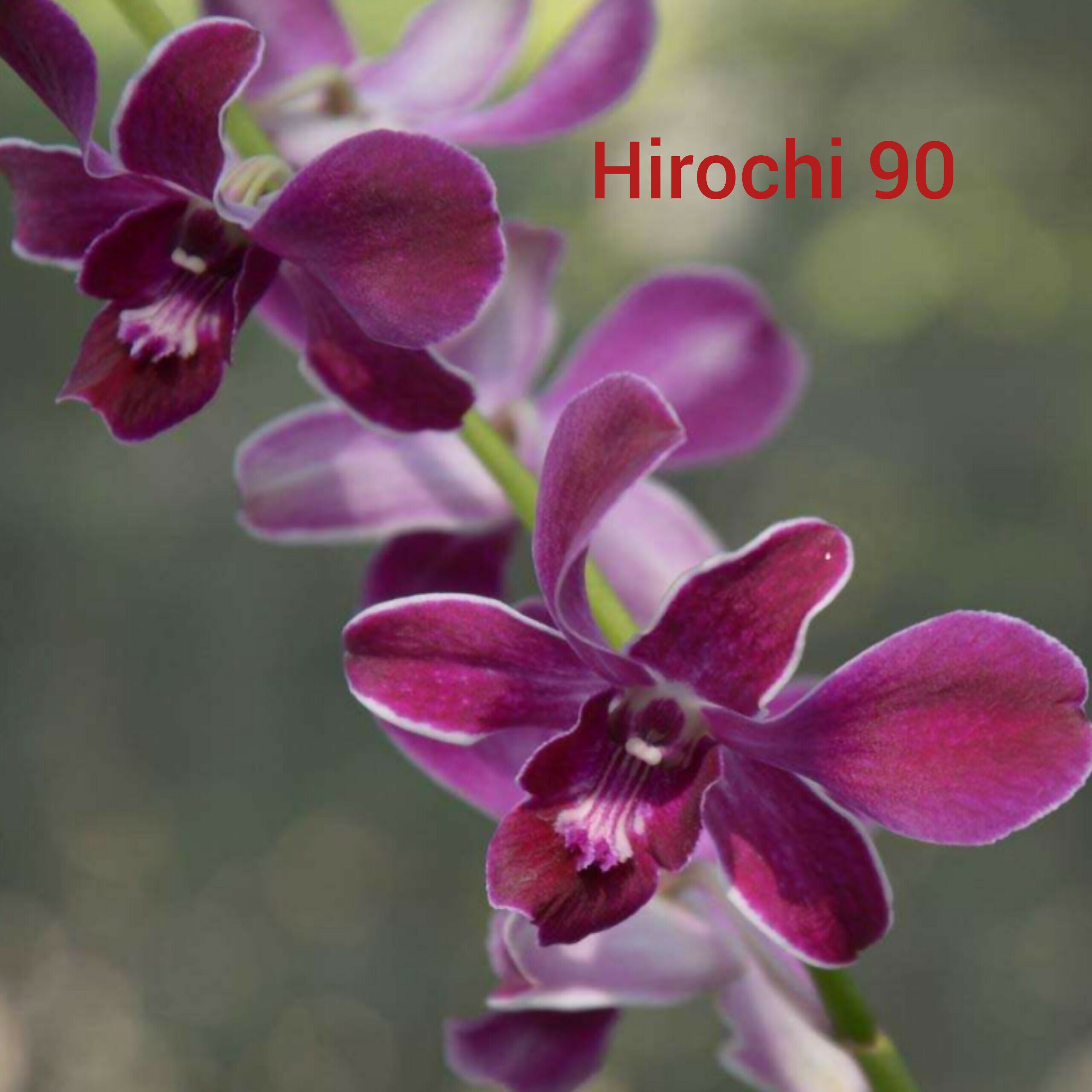 Dendrobium orchids combo of 10 ( set of 10)