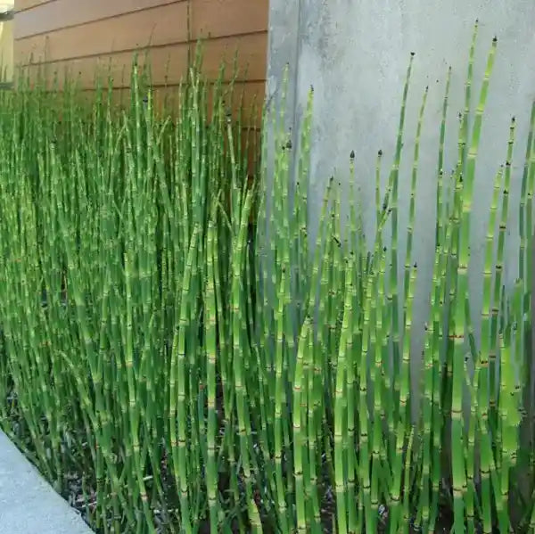 Water Bamboo, Equisetum - Plant (Water Bamboo)